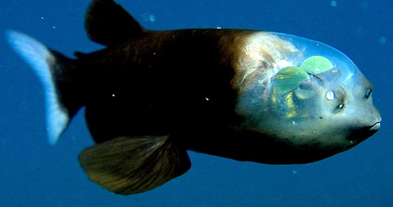 Centrum badań oceanograficznych Monterey Bay Aquarium pokazało niezwykły gatunek ryby, która ma przezroczystą głowę i obserwuje swoje otoczenie za pomocą oczu znajdujących się w jej wnętrzu. Naukowcy przygotowują niezwykłą wystawę. Będzie można na niej zobaczyć dziesiątki podobnych stworzeń o wyglądzie nie z tego świata.