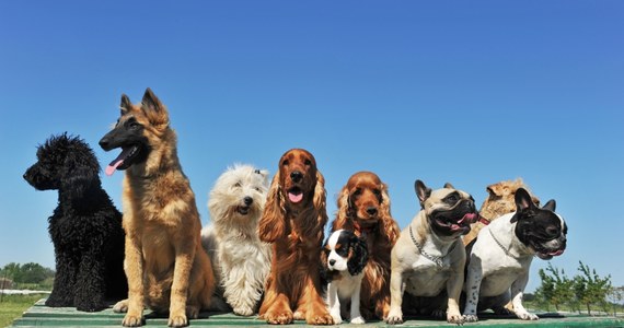 Warto rozmawiać z psem, najnowsze wyniki analiz naukowców z Dalhousie University w Kanadzie wskazują na to, że psy przeciętnie rozumieją 89 słów. Dlaczego akurat 89? To średnia z wyników badań, które wskazywały, że czworonogi reagują na 15 do nawet 215 wyrazów. Jak pisze w styczniowym numerze czasopismo "Applied Animal Behaviour Science": najzdolniejsze lingwistycznie rasy to border collie, owczarek niemiecki, czy chihuahua. Po drugiej stronie skali są na przykład beagle, czy boksery, które potrafią być wspaniałymi przyjaciółmi reagując na zaledwie kilkanaście słów.