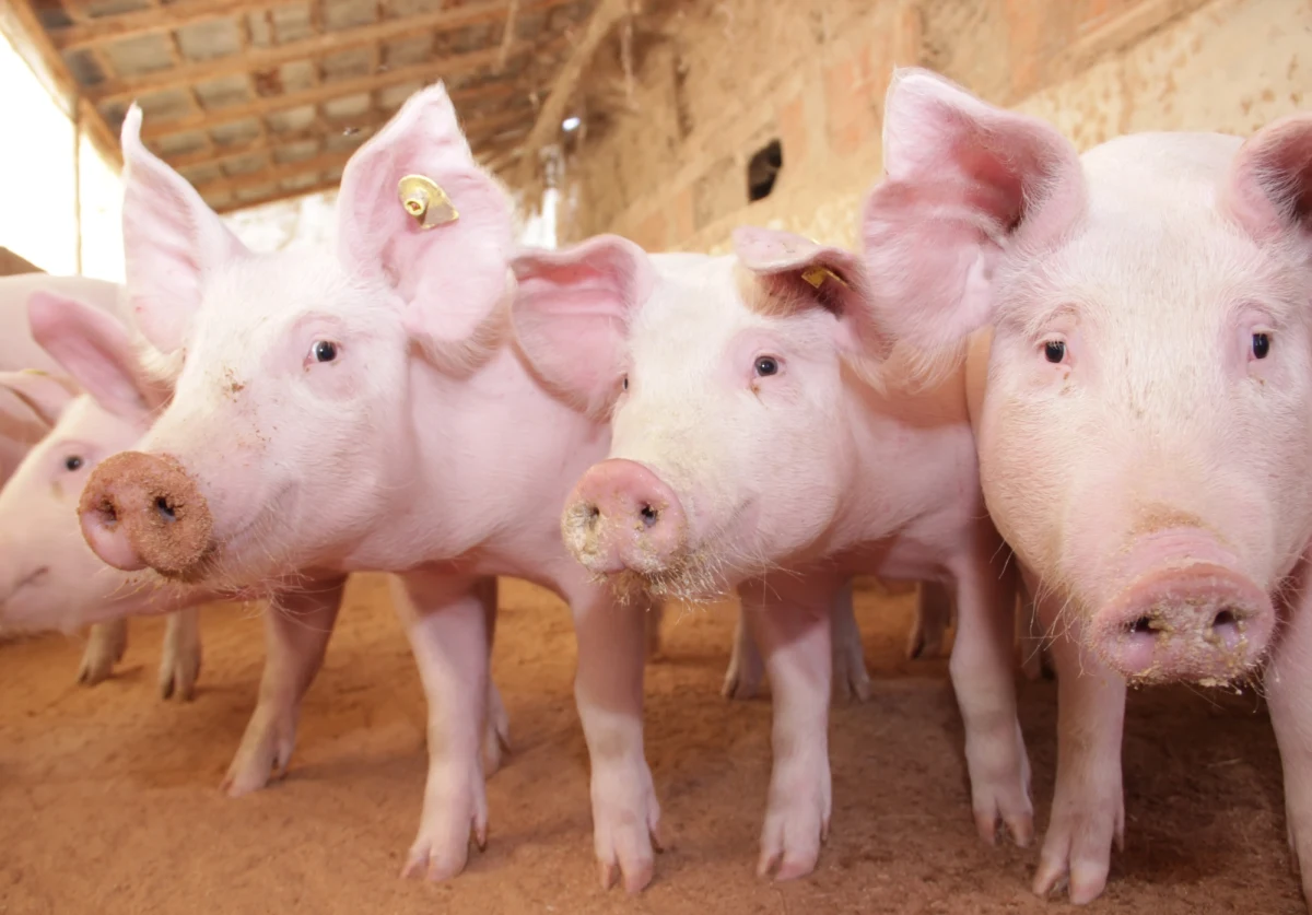 20 największych koncernów mięsnych i mleczarskich w Europie, czyli m.in. Danish Crown, Nestlé, Danone, Tönnies, FrieslandCampina i Coren generuje więcej gazów cieplarnianych niż cała Holandia lub Dania – wynika z najnowszych badań Institute for Agriculture and Trade Policy (IATP). Zaledwie trzy firmy działające w tych branżach zobowiązały się do ograniczenia całkowitych emisji pochodzących z hodowli zwierząt. 