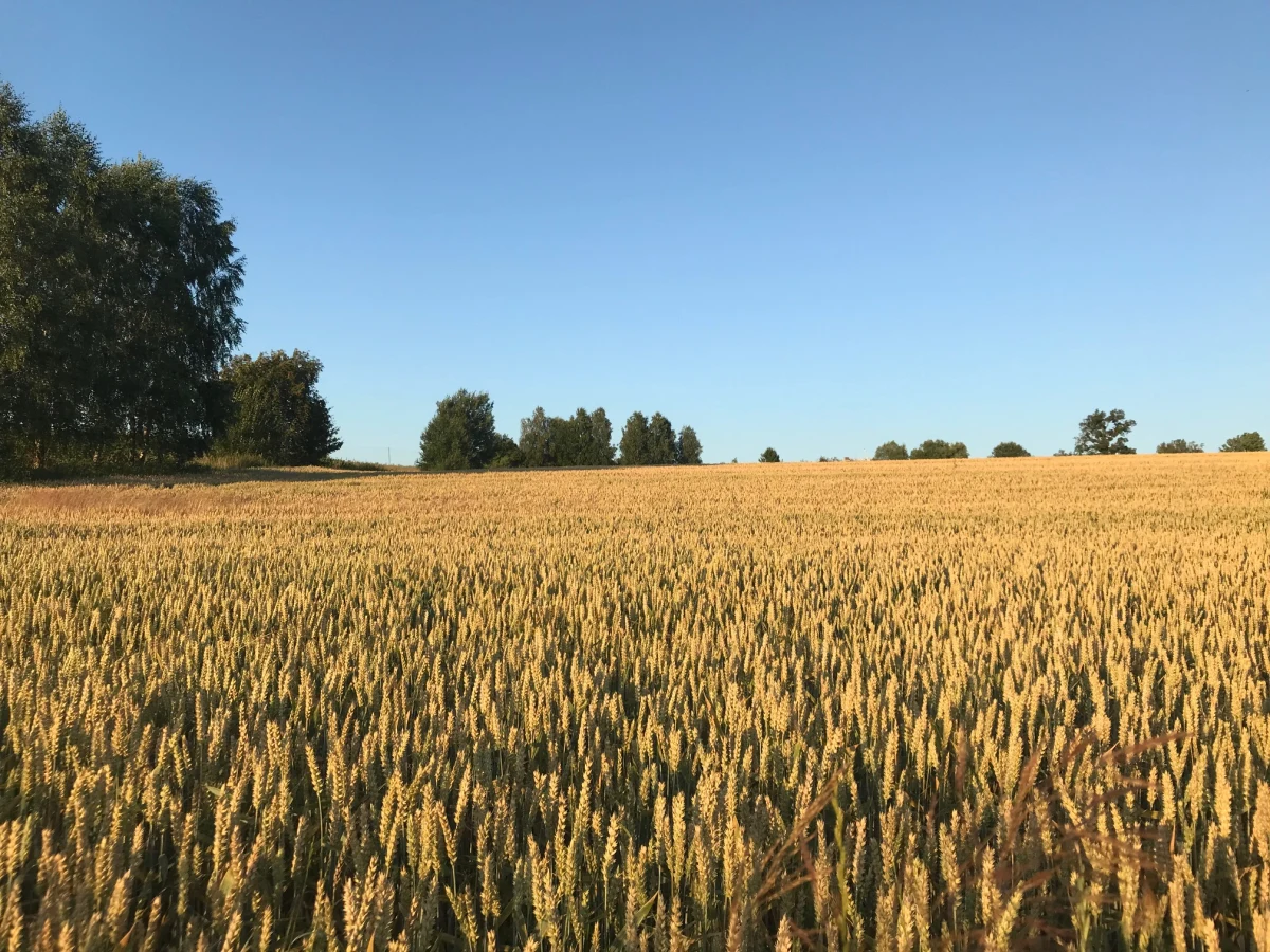 Sześć osób, w tym byłego szefa zachodniopomorskiego oddziału Agencji Restrukturyzacji i Modernizacji Rolnictwa zatrzymali agenci CBA i ABW. To działania w śledztwie prowadzonym przez Prokuraturę Regionalną w Szczecinie, a dotyczącym korupcji w rolniczej agencji.