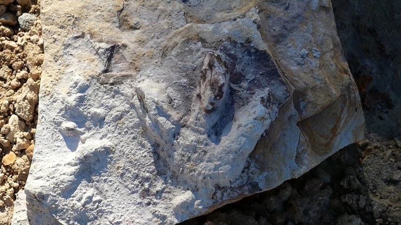 W odkrywkowej kopalni surowców ilastych w Borkowicach koło Przysuchy, polscy naukowcy odkryli wspaniałą kolekcję tropów i szczątków dinozaurów sprzed blisko 200 milionów lat. To sensacyjne odkrycie.