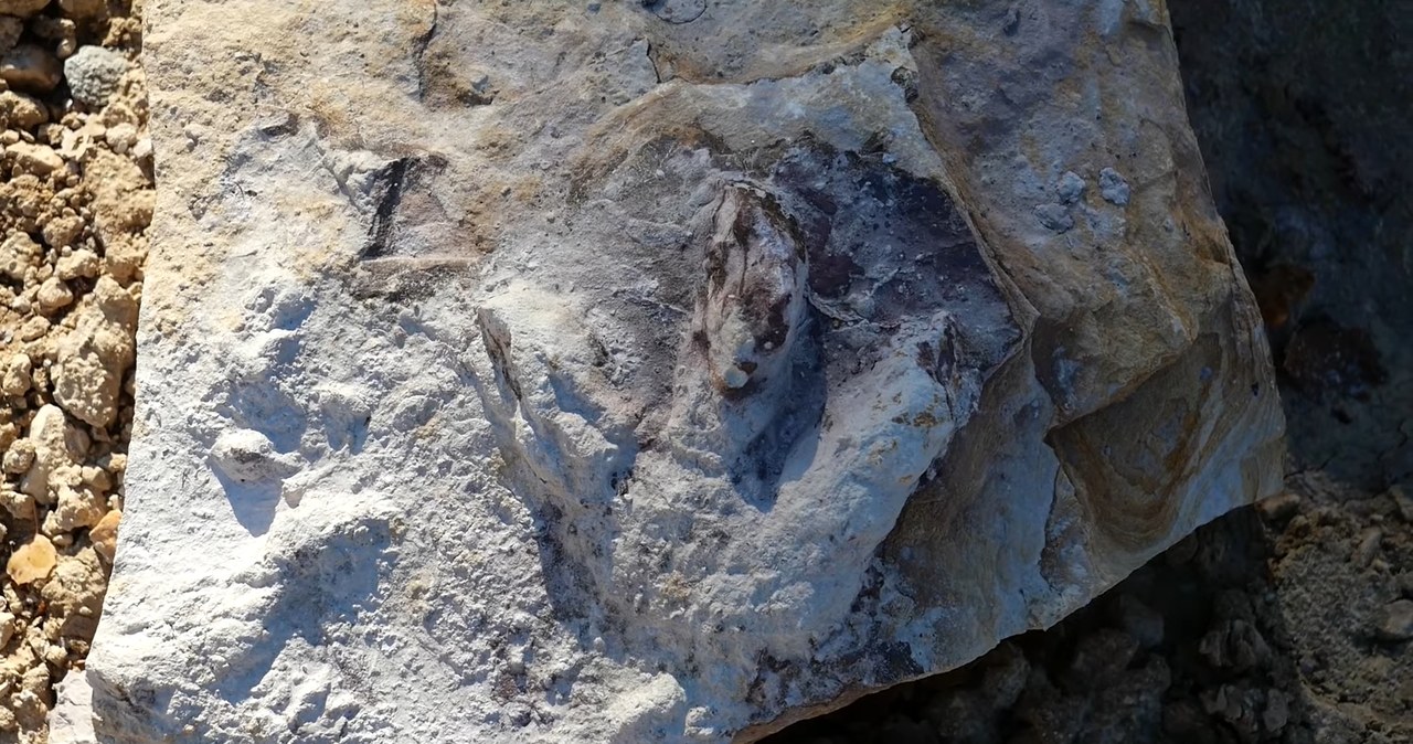 W odkrywkowej kopalni surowców ilastych w Borkowicach koło Przysuchy, polscy naukowcy odkryli wspaniałą kolekcję tropów i szczątków dinozaurów sprzed blisko 200 milionów lat. To sensacyjne odkrycie.