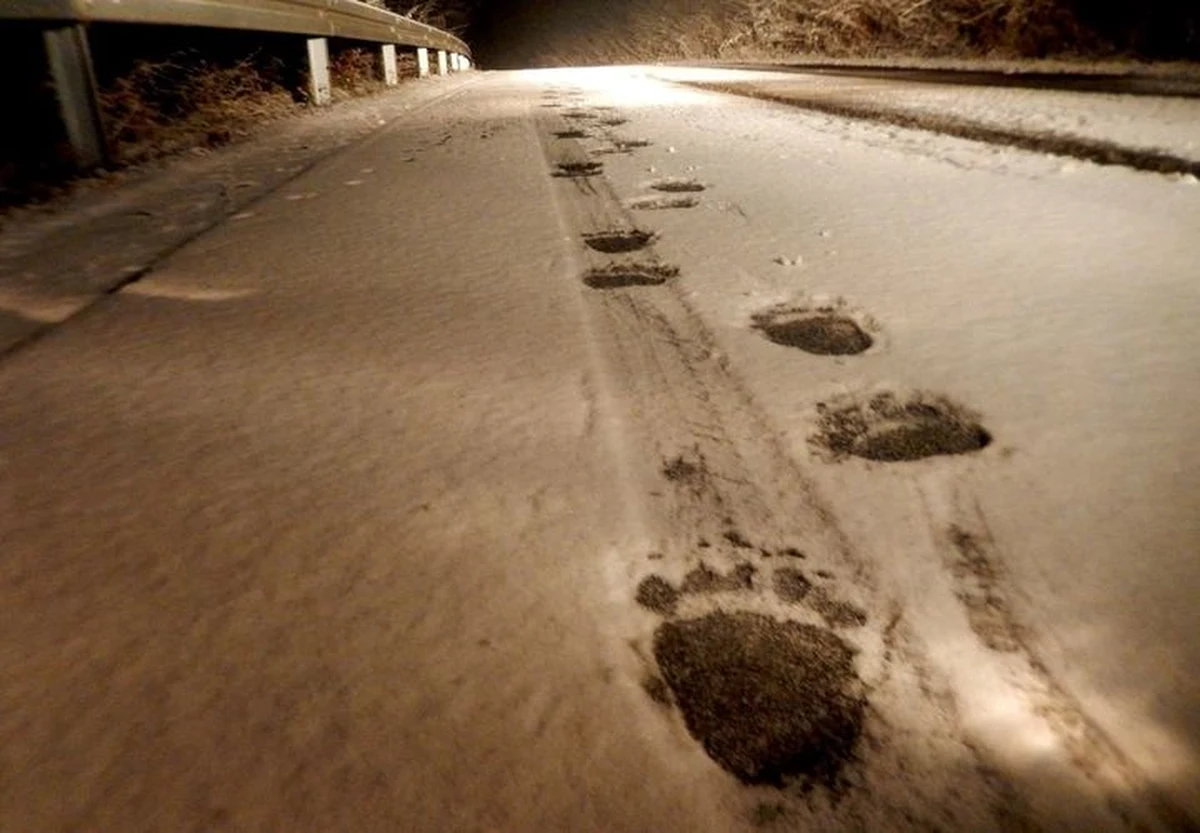 W Bieszczadach gady i nietoperze po pierwszych przymrozkach zapadły w zimowy sen. "Mimo połowy grudnia nadal aktywne są niedźwiedzie" – powiedział rzecznik Regionalnej Dyrekcji Lasów Państwowych w Krośnie Edward Marszałek.