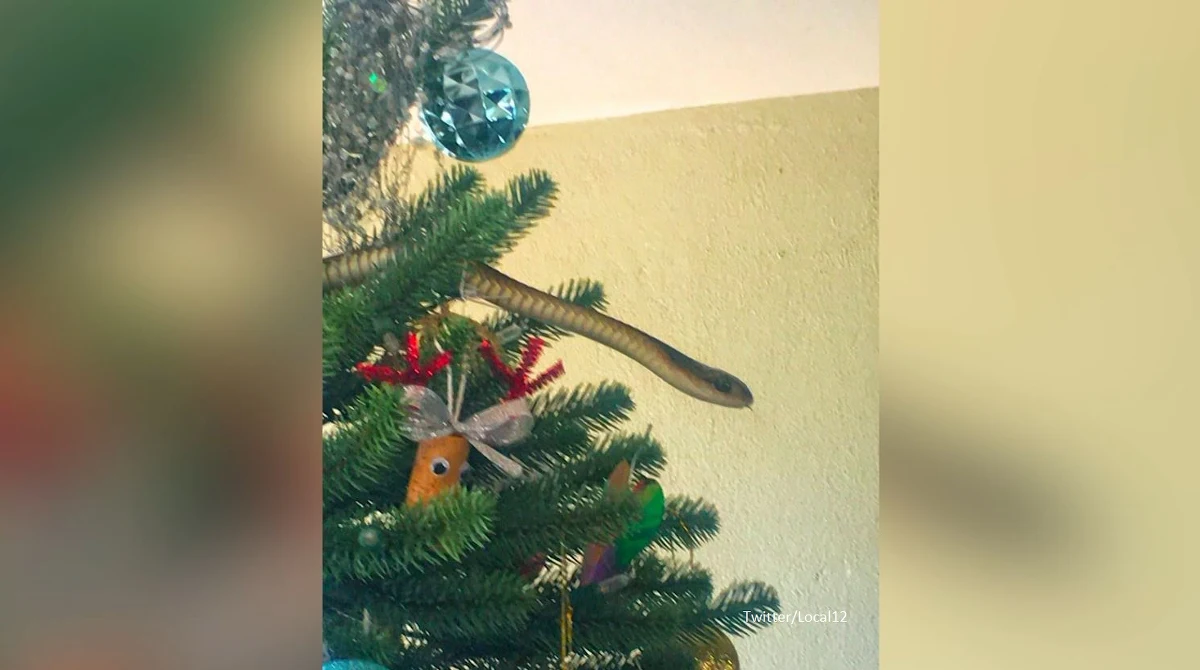 Rodzina z Republiki Południowej Afryki znalazła "niespodziankę" nie pod choinką, a na jej gałęziach. Na drzewku między świątecznymi ozdobami pojawił się wąż. Na dodatek był to przedstawiciel jednego z najbardziej jadowitych gatunków występujących na kontynencie afrykańskim – podaje CNN.