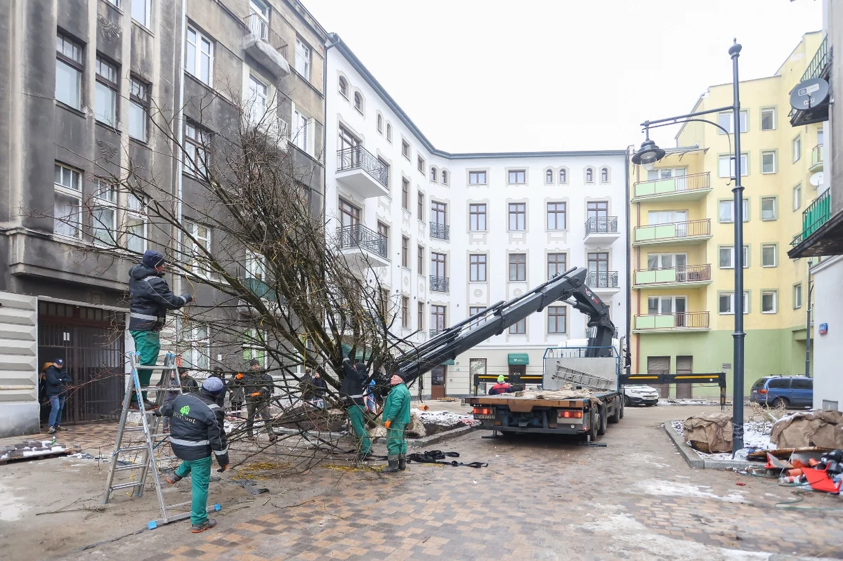 W Łodzi na zakręcającej ulicy, czyli skrzyżowaniu ul. Lipowej i Próchnika, gdzie powstaje woonerf (przestrzeń łącząca wiele funkcji, przyjazna dla mieszkańców – przyp. RMF FM) zostało posadzone największe od ponad 30 lat drzewo. To lipa o metrowym obwodzie pnia. 