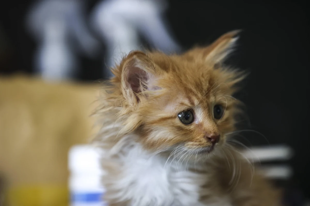 W Górze Kolonii, w gminie Markuszów (woj.lubelskie) kot wpadł do niezabezpieczonej 25 - metrowej studni. Na pomoc zostali wezwani strażacy z Markuszowa i Puław, którzy wyciągnęli zwierzę i zabezpieczyli otwartą studnię.