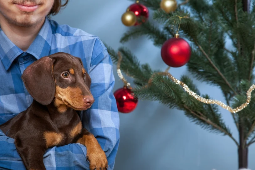 Psy bardzo się stresują, gdy słyszą świąteczne hity. Zwłaszcza ten