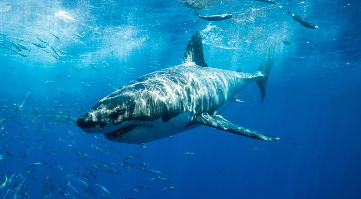 Unikalne przeciwciała obecne u rekinów potrafią unieszkodliwić SARS-CoV-2, jego warianty i inne koronawirusy - donoszą naukowcy w łamach magazynu "Nature Communications". 