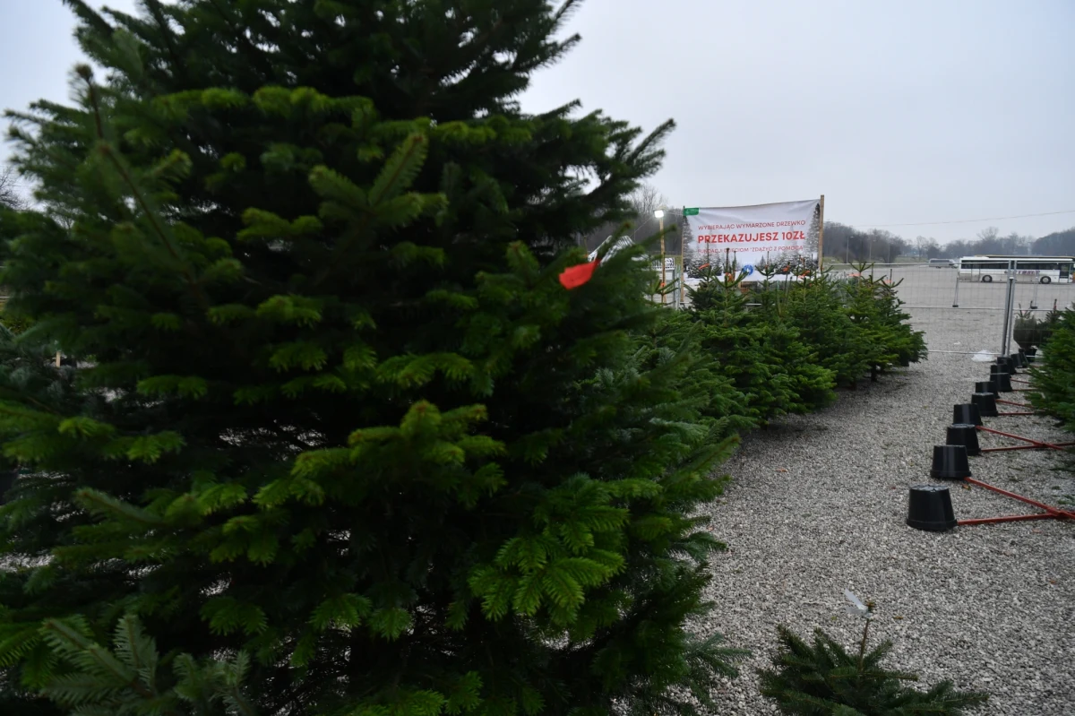 W Warszawie choinkę można kupić nie tylko w wielu popularnych marketach. Drzewka oferują także kupcy, którzy specjalnie w tym celu otwierają kramy w pasie drogowym. 