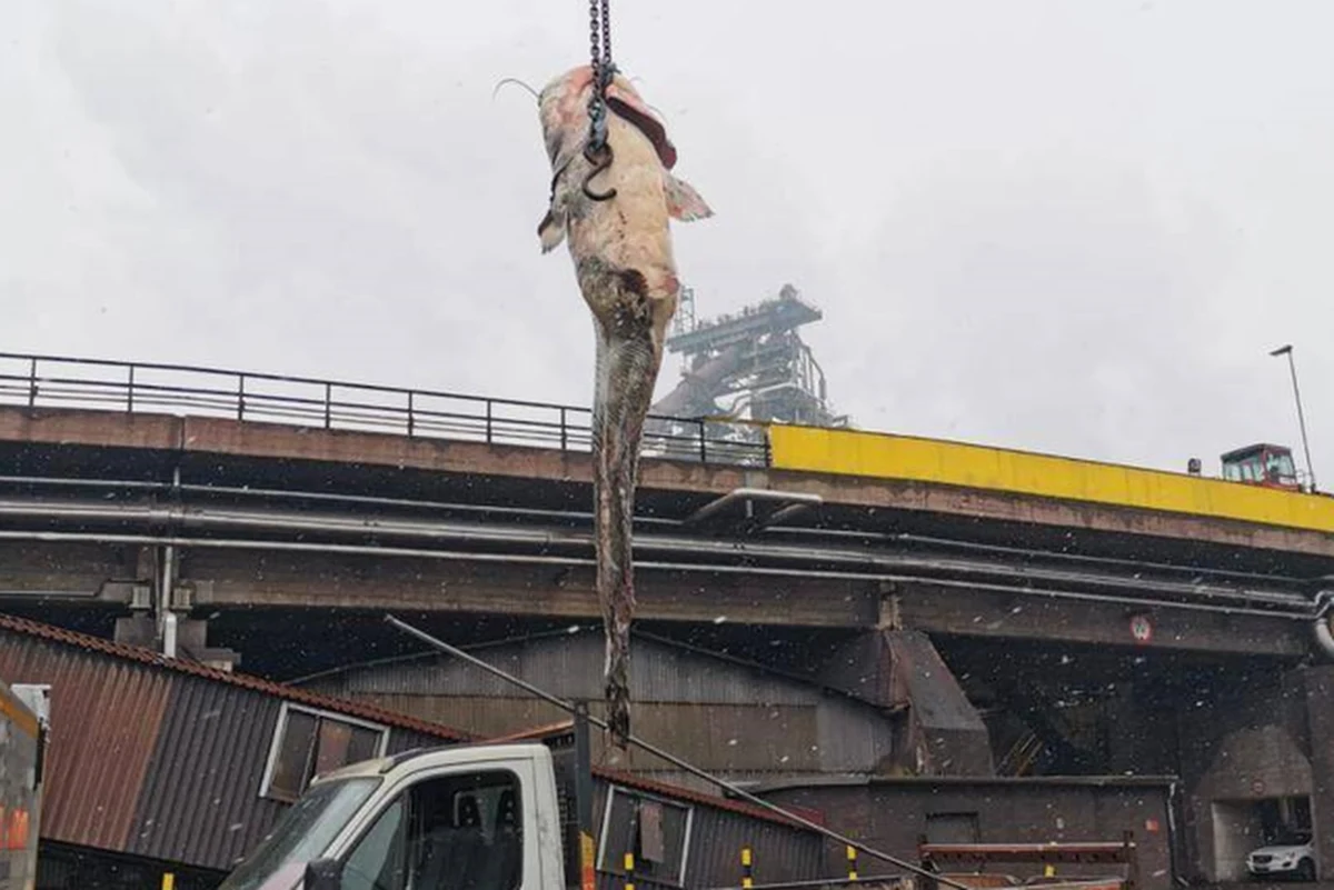 Gigantyczny sum wpłynął do rur miejskiej kanalizacji w Linz w Austrii. Ponad dwumetrowa ryba doprowadziła do zatkania kanalizacji i trzeba było ją usunąć… przy pomocy dźwigu.