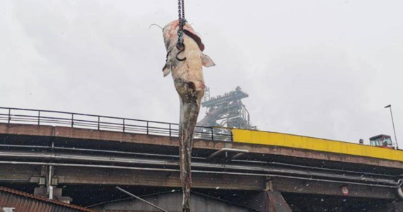 Gigantyczny sum wpłynął do rur miejskiej kanalizacji w Linz w Austrii. Ponad dwumetrowa ryba doprowadziła do zatkania kanalizacji i trzeba było ją usunąć… przy pomocy dźwigu.