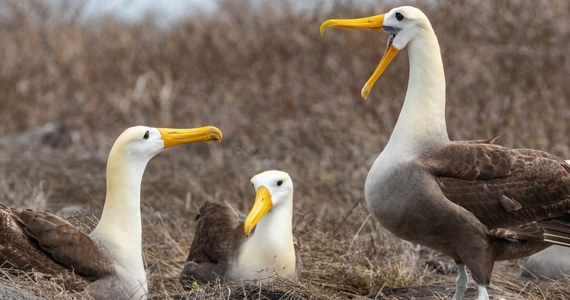 ​Albatrosy, jedne z najbardziej monogamicznych stworzeń na świecie, coraz częściej się "rozwodzą" - wynika z badań Towarzystwa Królewskiego w Londynie. Według naukowców bardzo możliwe, że odpowiadają za to zmiany klimatu.