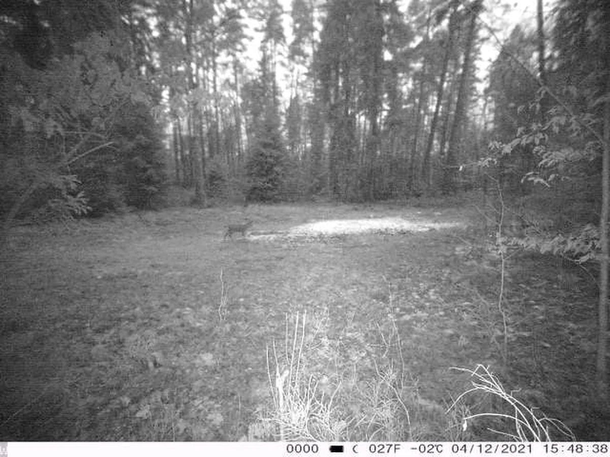 Niezwykłe zdjęcie z fotopułapki pojawiło się na profilu facebookowym Nadleśnictwa Kwidzyn. Na fotografii widać rysia. To o tyle nietypowe, że przedstawiciel tego gatunku w lasach Nadleśnictwa Kwidzyn ostatni raz był widziany ponad 40 lat temu. 