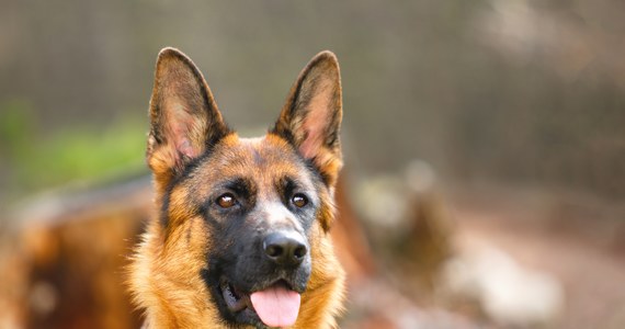 Właścicielka owczarka Fado została ukarana naganą za to, że szczekanie jej pupila było uciążliwe dla sąsiada. Sprawą szczekającego psa musiał zająć się Sąd Okręgowy w Elblągu, do którego trafiła apelacja od wyroku sądu rejonowego złożona przez obrońcę obwinionej.