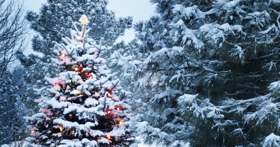 Jaka będzie pogoda w Wigilię, pierwszy i drugi dzień Bożego Narodzenia? Czy czekają nas białe święta? Według prognozy opublikowanej na początku tygodnia przez Instytut Meteorologii i Gospodarki Wodnej, jest na to szansa.
