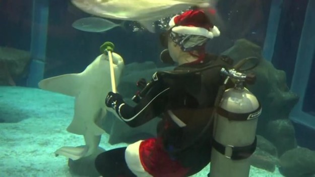 Ekipa Świętego Mikołaja weszła do gigantycznego morskiego akwarium w Brazylii, by popływać z rekinami. Takie kąpiele to świąteczna tradycja.