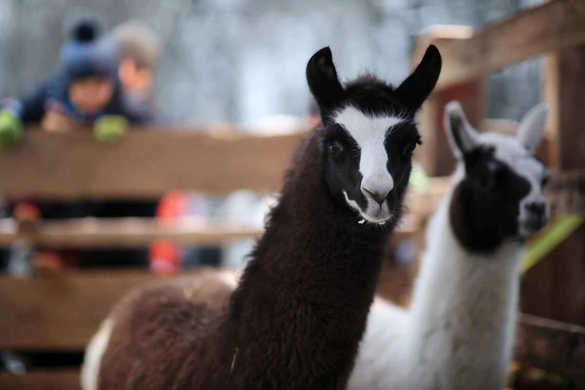 Dwie lamy, osiołek i dwie kozy przyszły z krakowskiego zoo, aby wystąpić w żywej szopce w Krakowie. Świąteczna zagroda stanęła na placu przy ulicy Franciszkańskiej po raz 29. 