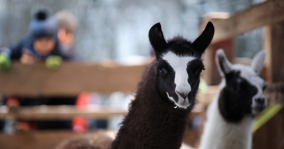 Dwie lamy, osiołek i dwie kozy przyszły z krakowskiego zoo, aby wystąpić w żywej szopce w Krakowie. Świąteczna zagroda stanęła na placu przy ulicy Franciszkańskiej po raz 29. 