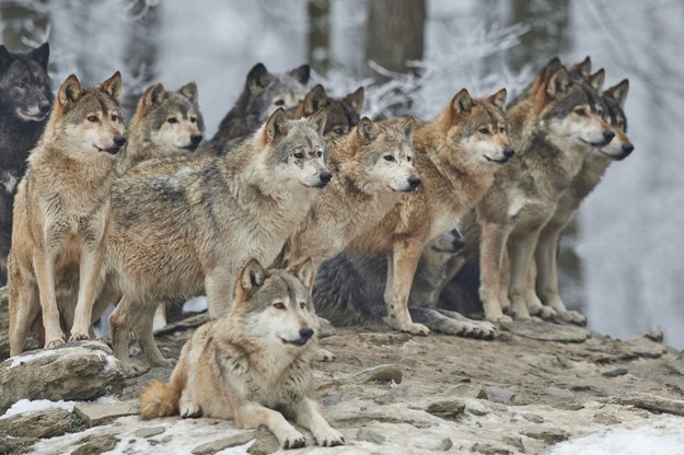 Wilki uciekły z francuskiego zoo. Część zwierząt została zastrzelona