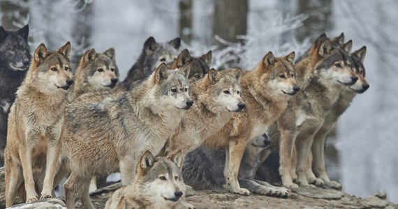 Zoo w Montredon-Labessonnie na południu Francji trzeba było tymczasowo zamknąć po ucieczce grupy dziewięciu wilków z jednego z wybiegów w czasie, gdy na terenie ogrodu przebywali zwiedzający - poinformowała w sobotę stacja BBC. Nikt nie ucierpiał w związku z zajściem.