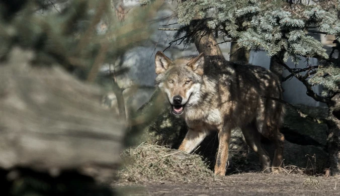 Stado wilków uciekło z francuskiego zoo. Kilka sztuk zastrzelono