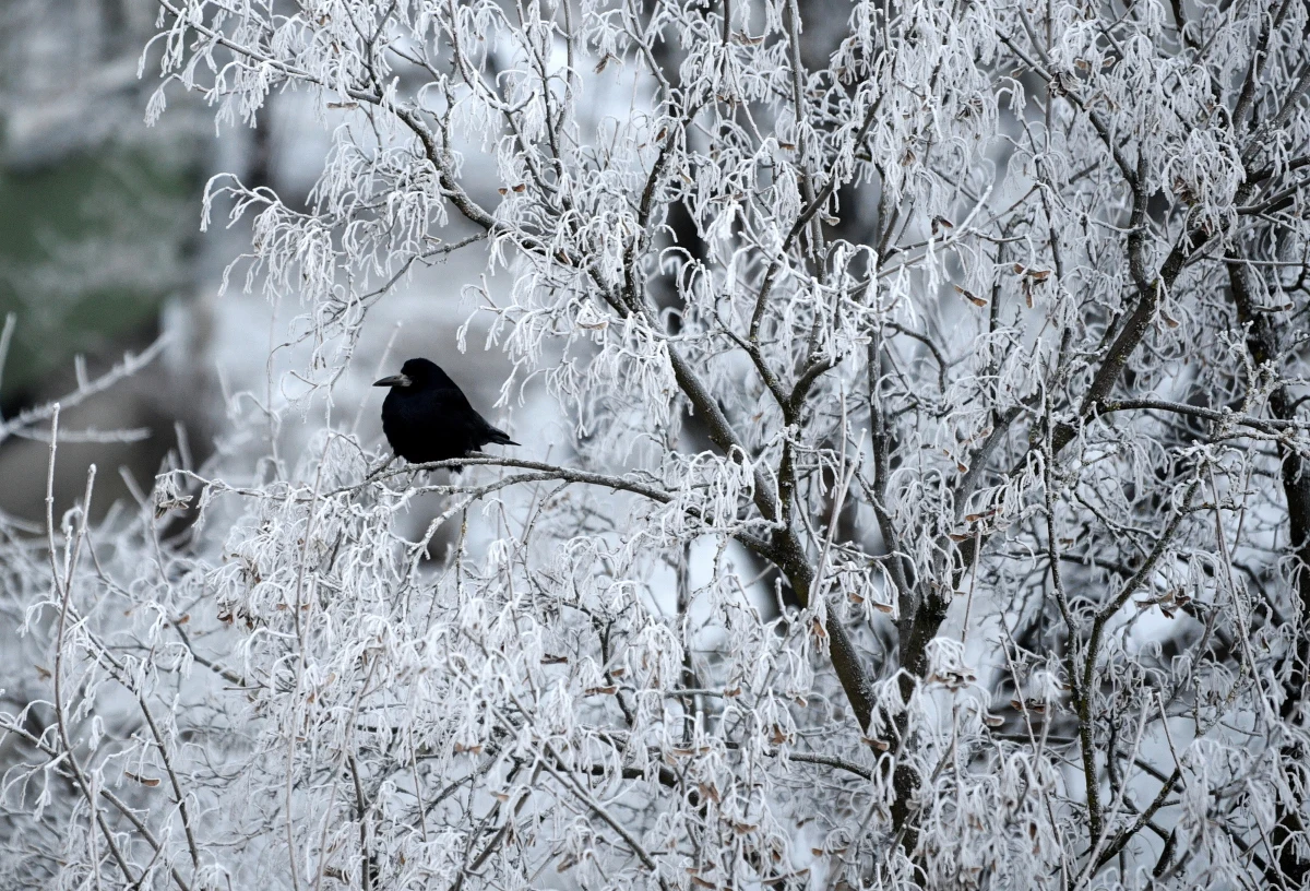 W nocy w Małopolsce i na Podkarpaciu temperatura powietrza spadła poniżej -20 stopni Celsjusza - podał Instytut Meteorologii i Gospodarki Wodnej. W Tyliczu w Małopolsce odnotowano -24,1 stopnia Celsjusza. 