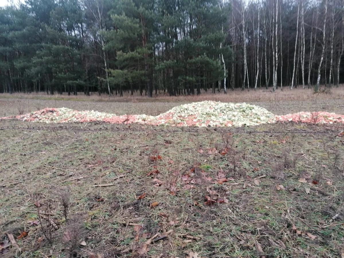 Na terenie Nadleśnictwa Czerniejewo (Wielkopolska) aktywiści znaleźli kilogramy rozrzuconej żywności. Dokarmianie zwierząt jest zabronione ze względu na ASF. Grupa "Czysta Nekla" domaga się wyjaśnień. Zdaniem jej przedstawicieli, jedzenie miało zwabić zwierzęta na polowanie. 