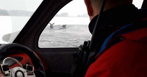 Ratownicy MOPR ze stacji w Giżycku wraz ze strażakami pomogli dwóm łosiom, pod którymi załamał się lód. 