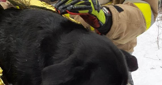 Policjanci i strażacy ochotnicy z Biecza uratowali psa, który utknął w lodowatej wodzie. Zwierzę nie było w stanie ani wdrapać się na krę, ani samodzielnie wyjść na brzeg. 