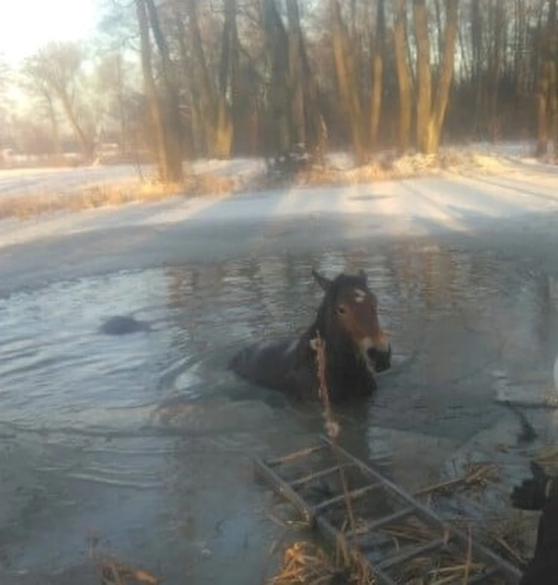 ​Do zdarzenia doszło w poniedziałek w miejscowości Winniki (pow. nowodworski). Pod dwoma młodymi końmi zarwał się lód i zwierzęta wpadły do stawu. Na pomoc ruszyli strażacy. Niestety nie udało się uratować młodszego źrebaka.