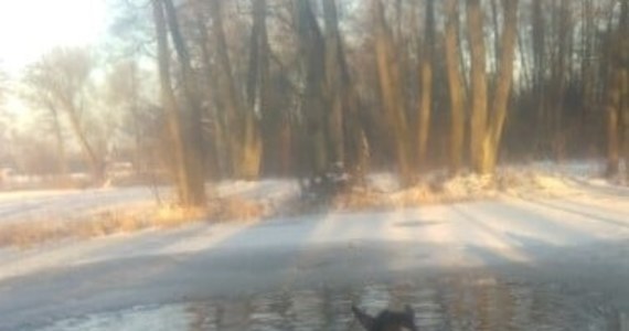 ​Do zdarzenia doszło w poniedziałek w miejscowości Winniki (pow. nowodworski). Pod dwoma młodymi końmi zarwał się lód i zwierzęta wpadły do stawu. Na pomoc ruszyli strażacy. Niestety nie udało się uratować młodszego źrebaka.