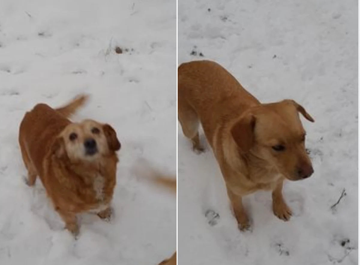 Braniewski OTOZ Animals szuka nowego opiekuna dla dwóch suczek, które uratowały życie dotychczasowej właścicielce. Gdy w nocy w domu kobiety wybuchł pożar, obudziły swoją 73-letnią panią głośnym szczekaniem. Dzięki temu seniorka wyszła z budynku.