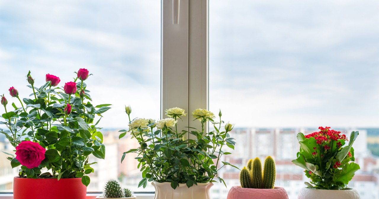 Lepiej wyrzuć je z domu. Przynoszą pecha i psują relacje