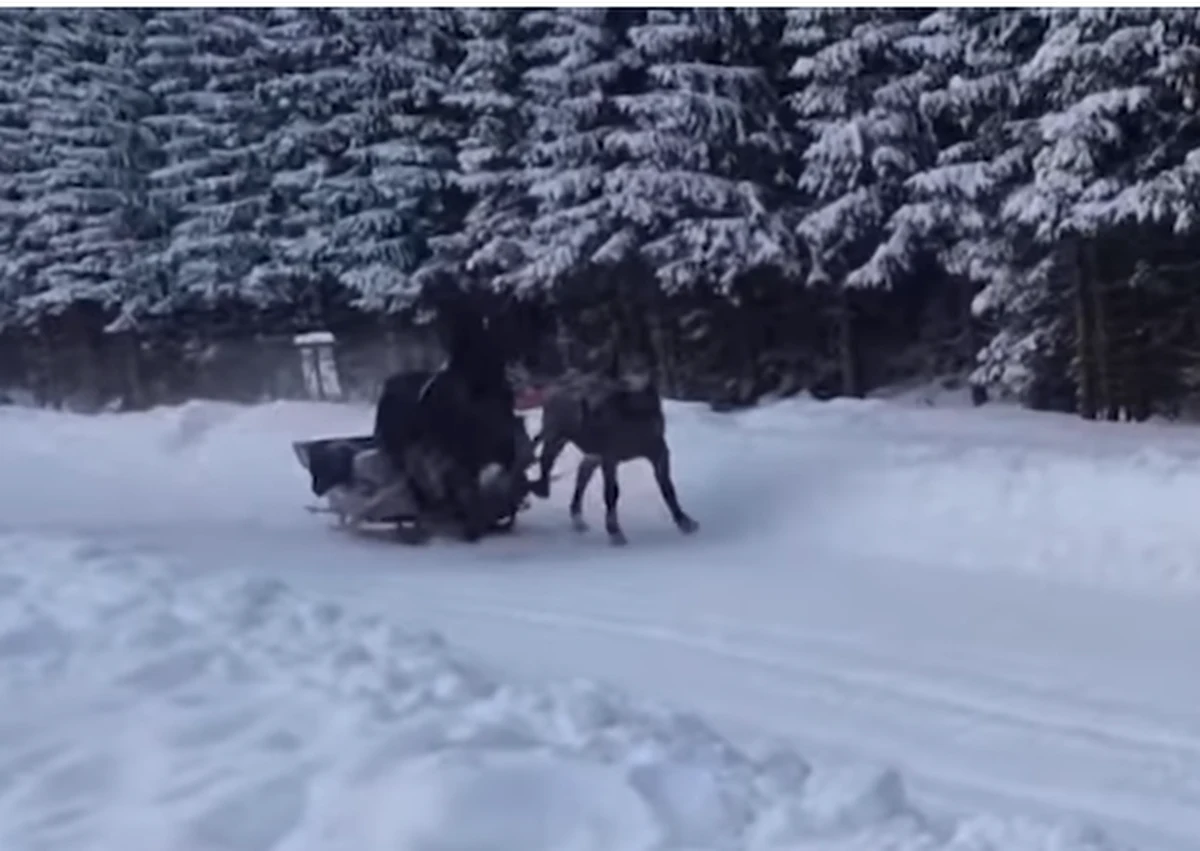 Spłoszone konie poniosły sanie na drodze do Morskiego Oka w Tatrach. Sytuację nagrał jeden z turystów. Na szczęście nikomu - ani turystom, ani fiakrowi, ani zwierzętom nic się nie stało. 