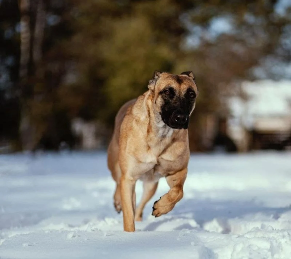 ​Pies tropiący Nawoja wraz z przewodnikiem odnaleźli w lesie wychłodzonego 58-latka z pow. siedleckiego (Mazowieckie). Gdyby nie czworonożny funkcjonariusz, dotarcie do mężczyzny zajęłoby o wiele więcej czasu. W takich sytuacjach policyjne psy okazują się niezastąpione.