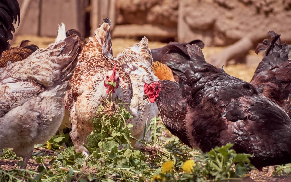 ​Wystąpienie ptasiej grypy u drobiu w Bestwince (Śląskie) zostało potwierdzone - podała rzecznik starosty bielskiego Magdalena Fritz. Powiatowa lekarz weterynarii wskazała, że rozprzestrzenianie się choroby może doprowadzić do decyzji o uśmierceniu drobiu.