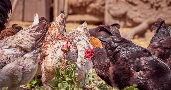 ​Wystąpienie ptasiej grypy u drobiu w Bestwince (Śląskie) zostało potwierdzone - podała rzecznik starosty bielskiego Magdalena Fritz. Powiatowa lekarz weterynarii wskazała, że rozprzestrzenianie się choroby może doprowadzić do decyzji o uśmierceniu drobiu.