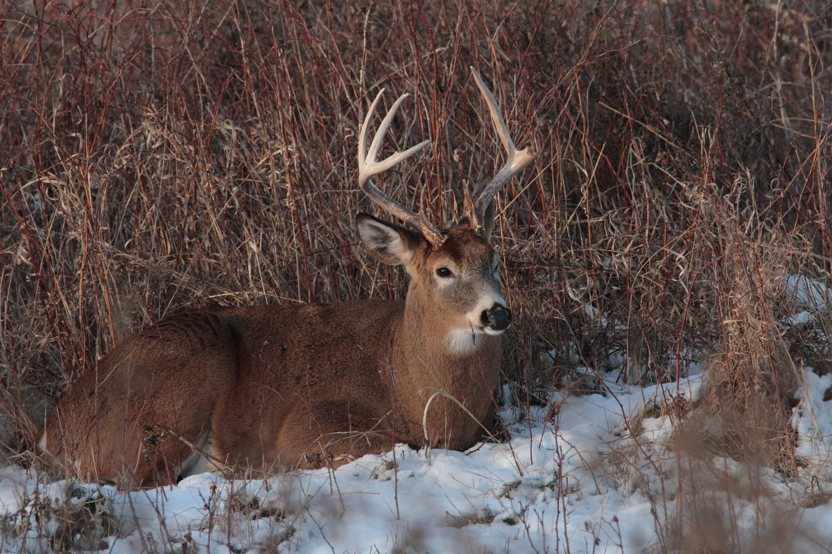 Naukowcy wykryli zakażenie trzema wariantami koronawirusa u 129 dziko żyjących jeleni wirgińskich, w sześciu różnych lokalizacjach Ohio w Stanach Zjednoczonych. Trwa sprawdzanie hipotezy, czy zakaziły się poprzez picie skażonej wody. Badania zostały opublikowane w „Nature”.