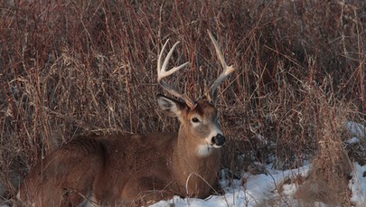 USA: U dziko żyjących jeleni wykryto Covid-19