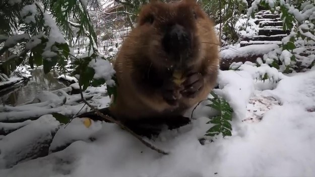Para bobrów, mieszkających w Zoo w Oregonie, wybrała się na zimowy spacer. Zwierzęta pieczołowicie zbierały materiał do budowy gniazda.