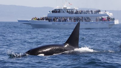 Agresywne orki atakują łodzie u wybrzeży Hiszpanii. Naukowcy nie znają powodu