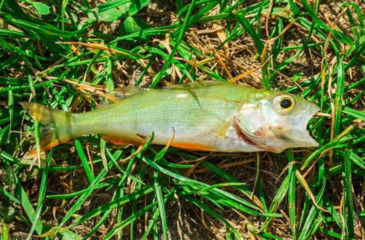 Niecodzienne zjawisko pogodowe miało miejsce w jednym z miast zachodniego Teksasu - Texarkanie. W czasie przechodzącego w tej okolicy  frontu burzowego z nieba spadł tzw. fish rain. "Deszcz ryb" zadziwił mieszkańców tej amerykańskiej miejscowości, ale jak się okazuje, zjawiska takie mogą występować w czasie tornad lub trąb powietrznych - donosi The Independent.    