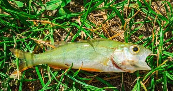 Niecodzienne zjawisko pogodowe miało miejsce w jednym z miast zachodniego Teksasu - Texarkanie. W czasie przechodzącego w tej okolicy  frontu burzowego z nieba spadł tzw. fish rain. "Deszcz ryb" zadziwił mieszkańców tej amerykańskiej miejscowości, ale jak się okazuje, zjawiska takie mogą występować w czasie tornad lub trąb powietrznych - donosi The Independent.    