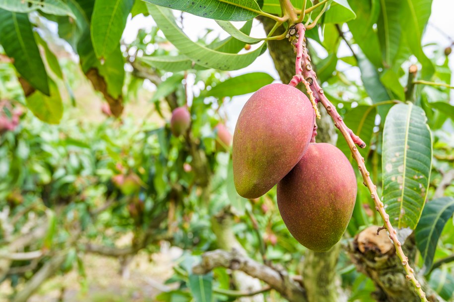 We Włoszech uprawia się coraz więcej bananów, mango, awokado. Wszystko przez zmiany klimatu