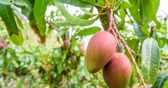 We Włoszech uprawia się coraz więcej bananów, mango, awokado. To efekt zmian klimatycznych - podkreśla krajowy związek rolników. Jak odnotowuje, w wyniku stale rosnących temperatur w ciągu niespełna trzech lat uprawy owoców tropikalnych zwiększyły się dwukrotnie.