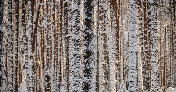 Długi weekend zapowiada się chłodniejszy i z opadami śniegu. Pod koniec tygodnia temperatura może spaść do minus 6 stopni Celsjusza – przewiduje IMGW.