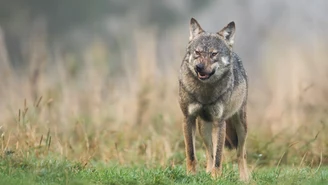 Gmina Deszczno ostrzega przed wilkami. Instrukcje dla mieszkańców