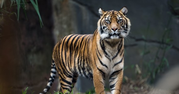 W znajdującym się w stolicy Chile zoo Buin zaszczepiono w poniedziałek drugą dawką szczepionki przeciwko Covid-19 po trzy lwy, tygrysy i pumy oraz 26-letniego orangutana. Pierwszą dawkę zwierzęta otrzymały 13 grudnia - podał portal news24.com.