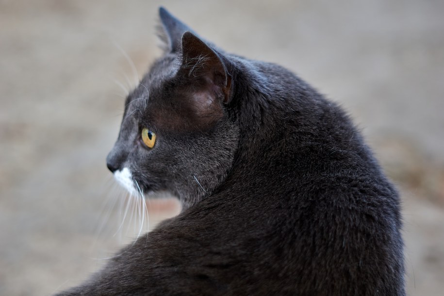 Obowiązkowe szczepienia kotów. Radziwiłł: Trzeba je wykonać niezwłocznie