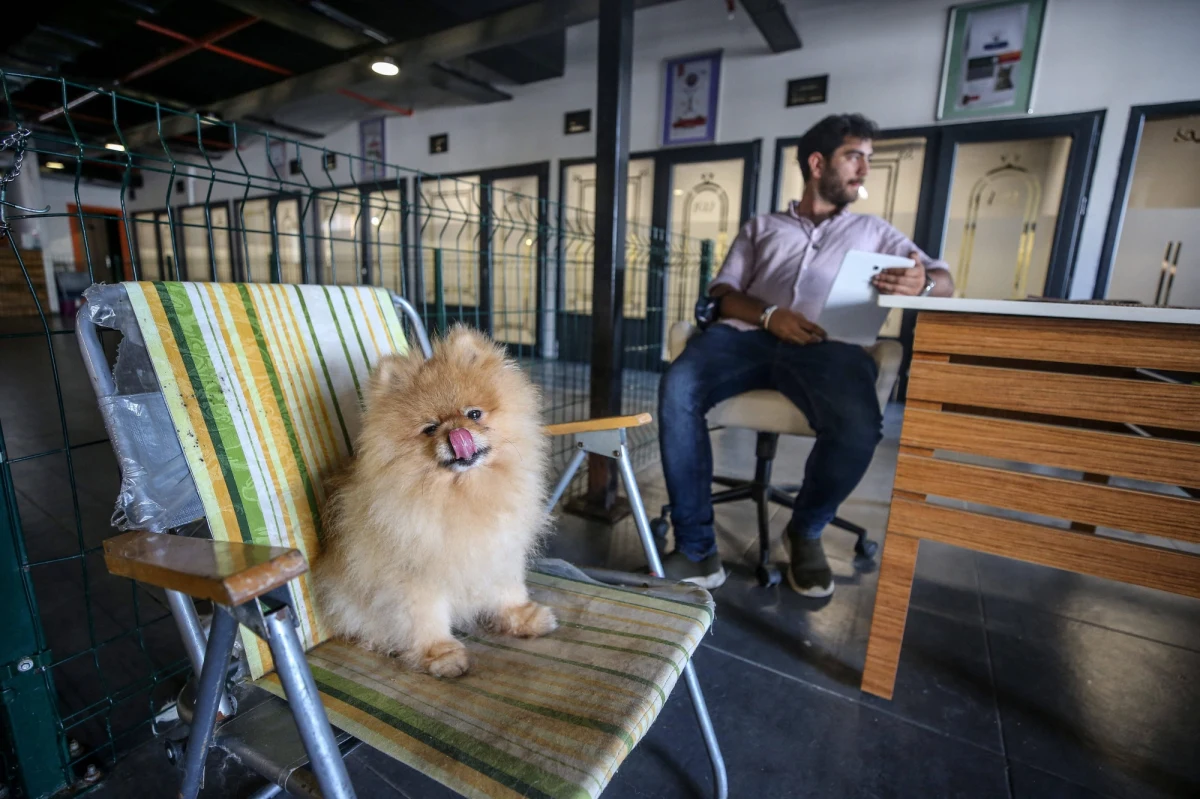 Prawo, zmieniające status prawny zwierząt z "rzeczy" na "istoty żywe obdarzone wrażliwością", obowiązuje od środy w Hiszpanii. Zwierzęta towarzyszące stają się prawnymi członkami rodzin, a sędziowie mają uwzględniać je przy rozwodach, czy spadkach. 